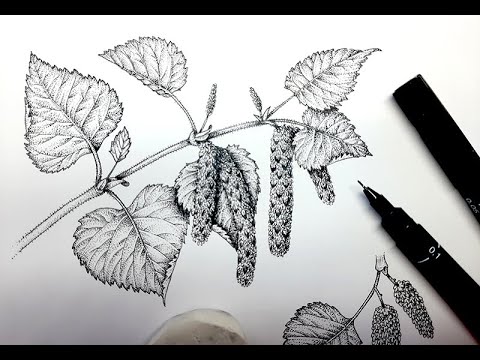 Pen and ink Illustration of Downy Birch
