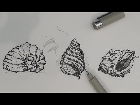 Pen and Ink Drawing Tutorials  How to draw sea shells