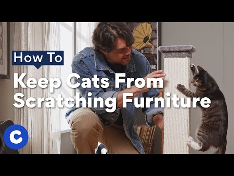 How To Keep Cats From Scratching Furniture  Chewtorials