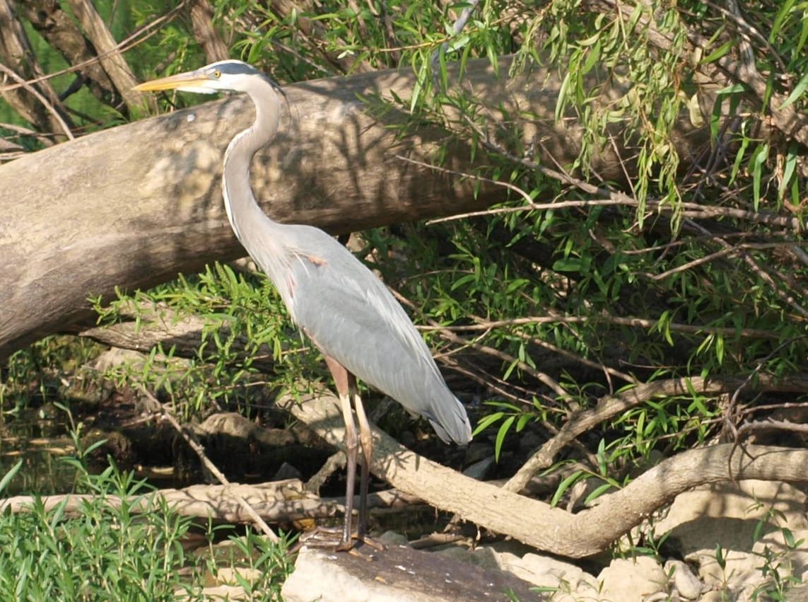 Crane, art by David Michael Jackson