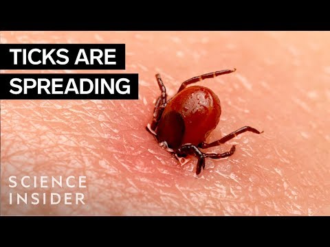 Why Ticks Are So Hard To Kill