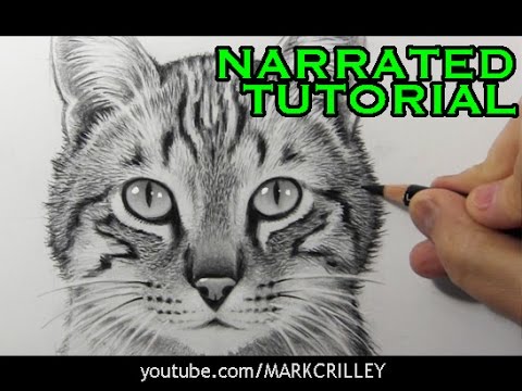 How to Draw a Cat Narrated StepbyStep Tutorial