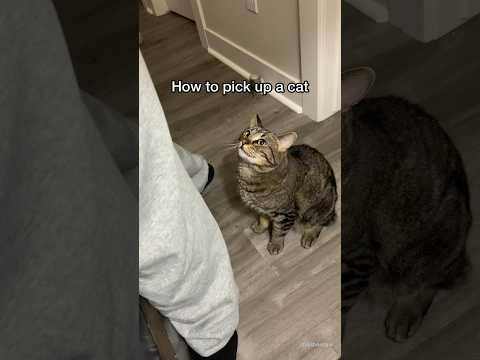 How to pick up a cat the RIGHT way shorts