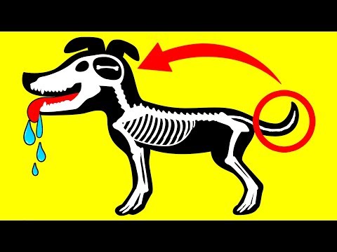 Understand Your Dog Better 10 Dog Behaviors Explained