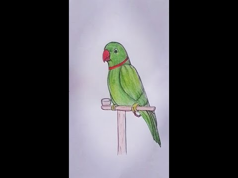 parrot drawinghow to draw a realistic parrot trendingshorts  short pencilsketchforbegginers