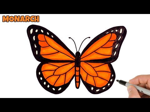 How to Draw Butterfly Easy  Monarch butterfly drawing and coloring  Art Tutorial