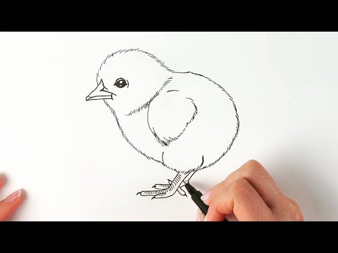 Chick drawing step by step easy