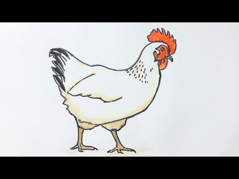 Beginners how to draw a chicken