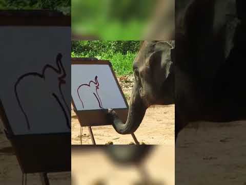 this elephant is a REALLY good painter