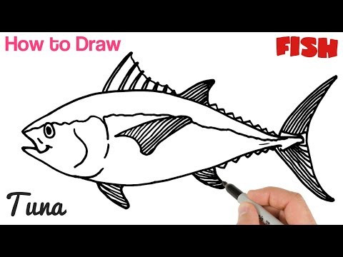 How to Draw Tuna Fish Easy for Beginners  Art Tutorial
