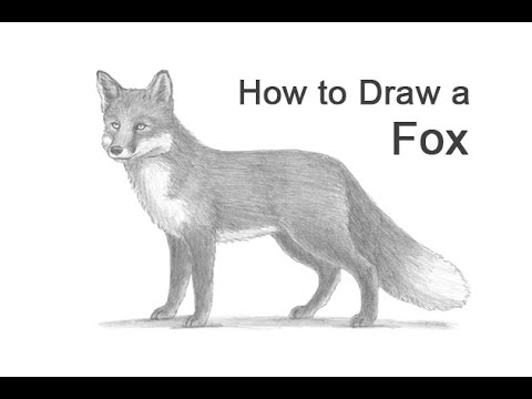 How to Draw a Fox Red Fox