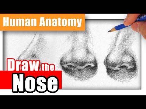 How to Draw a Nose the Easy Way  Different Angles