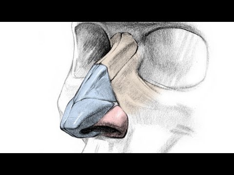 How to Draw a Nose  Anatomy and Structure