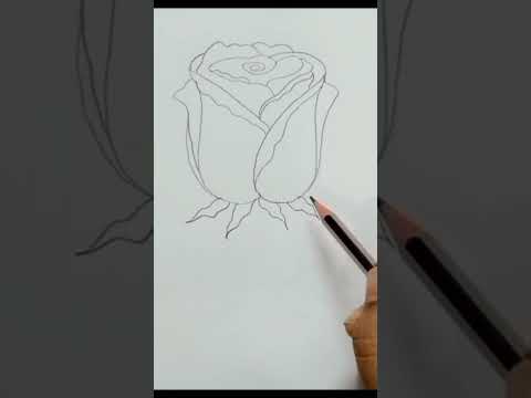 Rose Drawing Easy  How to Draw a Rose step by step with pencil