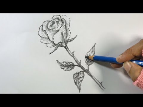 How to Draw a Rose Step by Step  Hihi Pencil