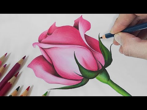 Easy Way To Draw a ROSE with Colored Pencils StepBYStep
