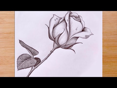 How To Draw a Rose with Water Drops   Pencil Sketch
