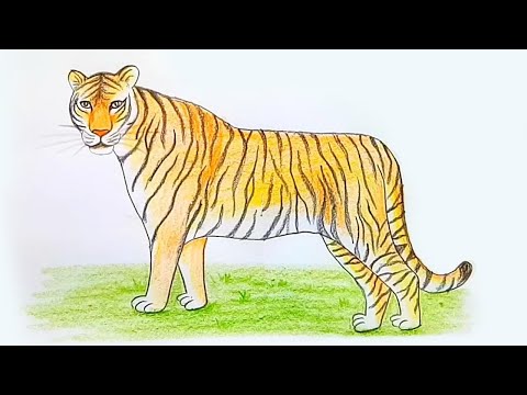 How to draw a tiger   step by step drawing