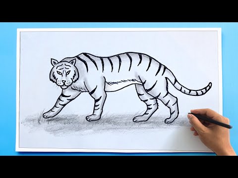 Easy Tiger Drawing 