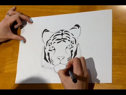 Beginners  How to draw a tiger