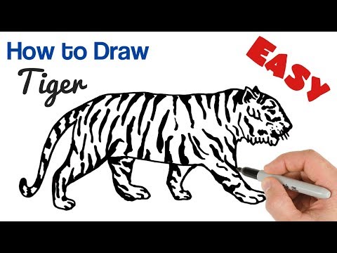 How to Draw a Tiger Easy  Animals Drawing Art Tutorial