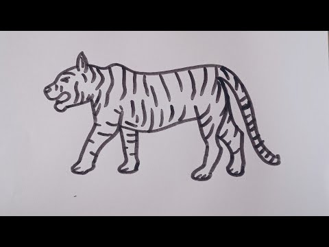 How to draw a Tigereasy drawing step by step