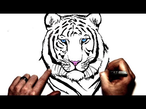 How to Draw a White Tiger  Step By Step