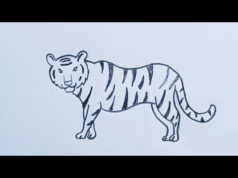 how to draw a tiger easy  Tiger drawing step by step  Tiger drawing for kids