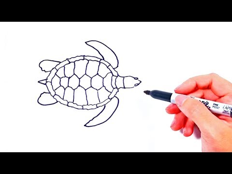 How to draw a Sea Turtle  Animal Drawing for Kids