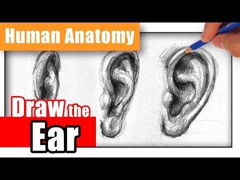 How to Draw the Ear the Easy Way  Different Angles