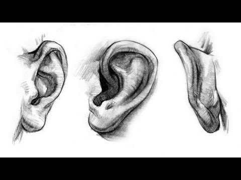 How to Draw Ears  Anatomy and Structure