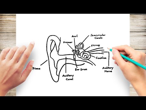 How to Draw Human Ear Diagram With Labelling HumanEar
