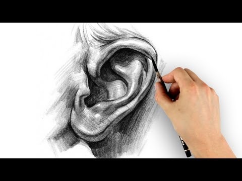 How to Draw Ears  Step by Step