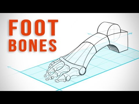 How to Draw Feet with Structure  Foot Bone Anatomy