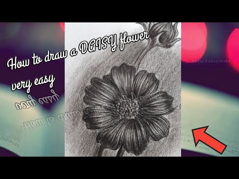 How to draw a daisy flower using only camlin charcoal pencil
