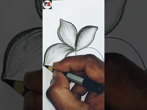 Flower Charcoal Pencil Drawing  Charcoal Pencil Drawing shorts charcoalpencildrawing