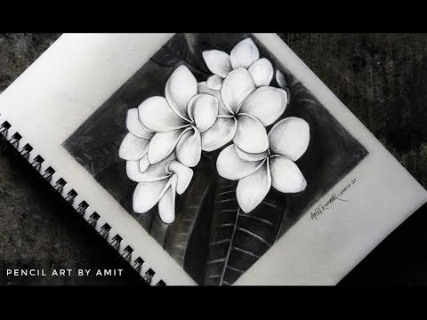 How to Draw Realistic Flower with White Charcoal  Grey Paper 