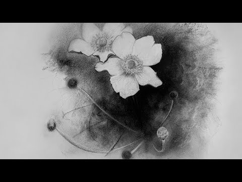 Anemone flowers  Charcoal Drawing