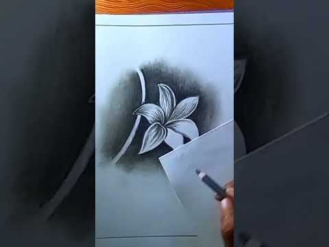 flower drawing with charcoal pencilshortvideo youtubeshorts viral shorts