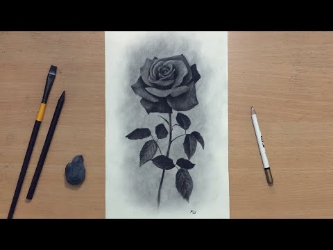 Charcoal Drawing of a Rose