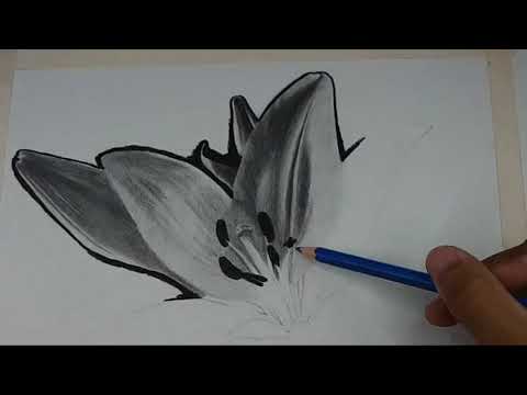How to draw flower using graphite and charcoal