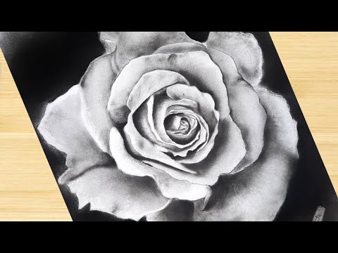 How to Draw a Realistic Rose  Flower Drawing by Charcoal  by nathsketchgallery