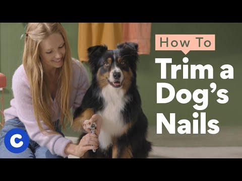 How To Trim a Dogs Nails  Chewtorials