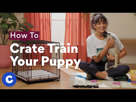 How To Crate Train a Puppy  Chewtorials