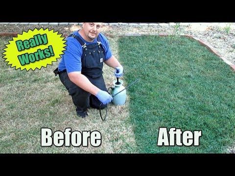Restore Your Lawn Using Green Grass Paint