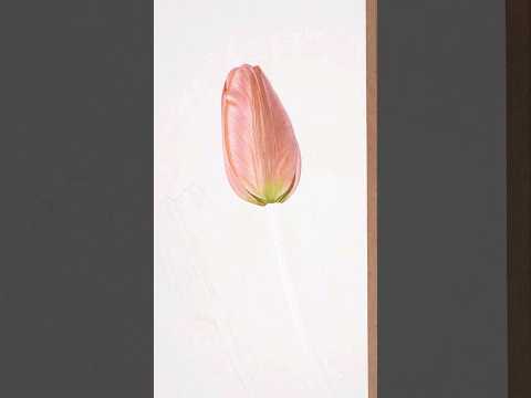 new YouTube video of the Tulip watercolor painting tuliptulips art botanical tutorial