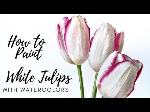 How to Paint White Tulip  Watercolor Painting Tutorial  White Flower Painting