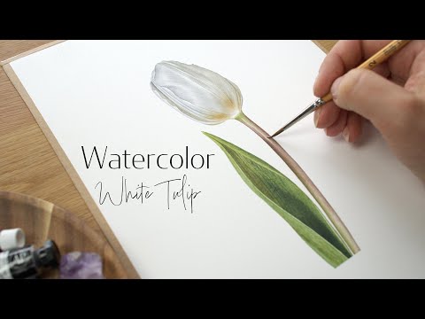 How to paint White Tulip  watercolor painting tutorial