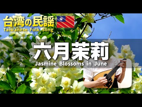  Jasmine Blossoms in June  Taiwanese Folk SongmandolinZihan CHEN