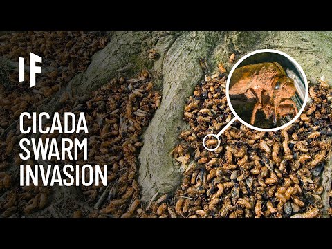 What If You Were Attacked by a Swarm of Cicadas